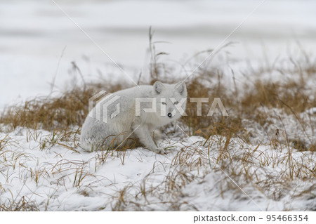 Arctic fox in winter time in Siberian tundra 95466354