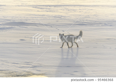 Happy arctic fox in winter tundra. Funny arctic fox. 95466368