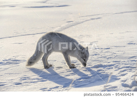 Arctic fox in winter time in Siberian tundra 95466424