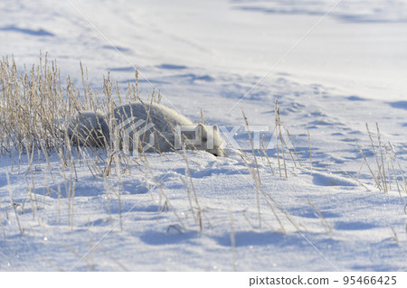 Wild arctic fox (Vulpes Lagopus) in tundra in winter time. 95466425