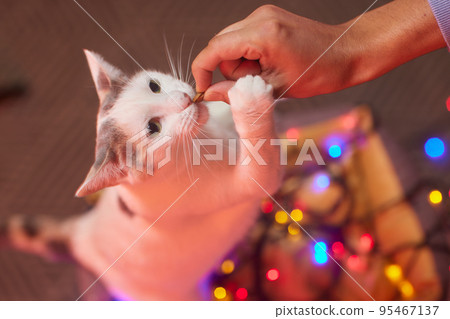 Pet owner feeding cat with dry food granules from hand palm. Man woman giving treat to cat. Beautiful domestic striped tabby feline kitten. 95467137