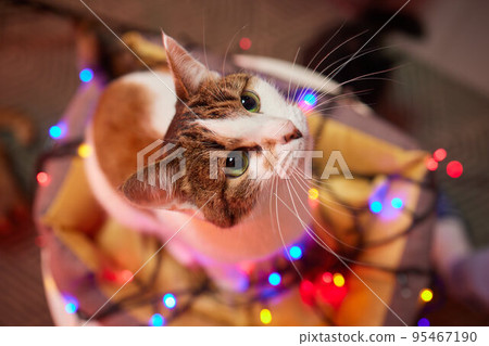 Christmas cat. Portrait striped kitten with Christmas lights garland on festive red background. 95467190