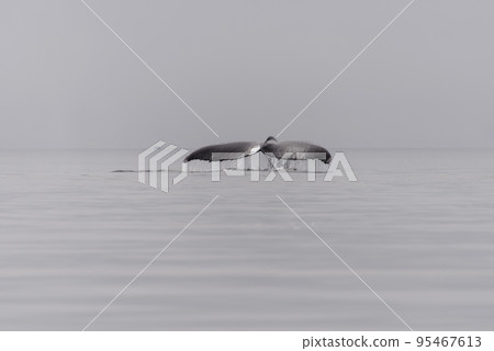 Humpback whale fluke in Antarctic sea Humpback whale fluke in Antarctic sea 95467613