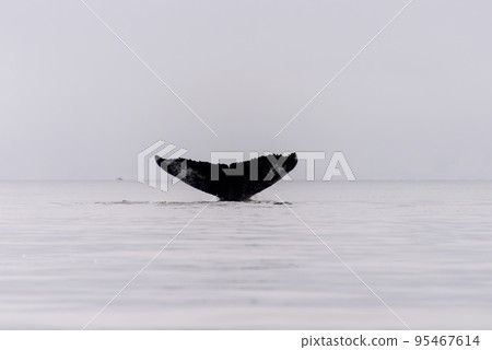 Humpback whale fluke in Antarctic sea Humpback whale fluke in Antarctic sea 95467614