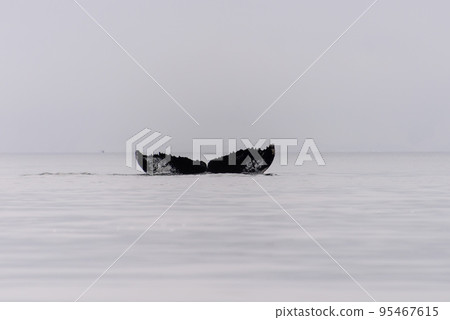 Humpback whale fluke in Antarctic sea Humpback whale fluke in Antarctic sea 95467615