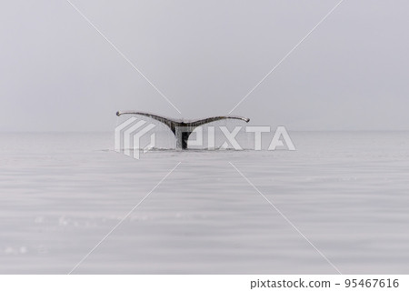 Humpback whale fluke in Antarctic sea 95467616