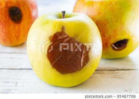 An apple damaged by a typhoon 95467706