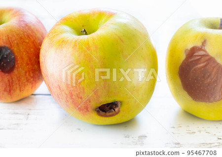 An apple damaged by a typhoon 95467708