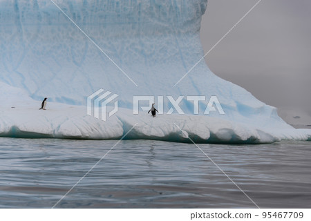 Two gentoo penguins on iceberg 95467709