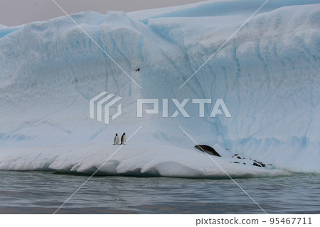 Two gentoo penguins on iceberg Two gentoo penguins on iceberg 95467711