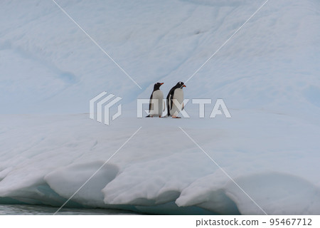 Two gentoo penguins on iceberg 95467712