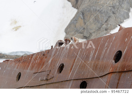 Old rusty wreck in Antarctic sea Old rusty wreck in Antarctic sea 95467722