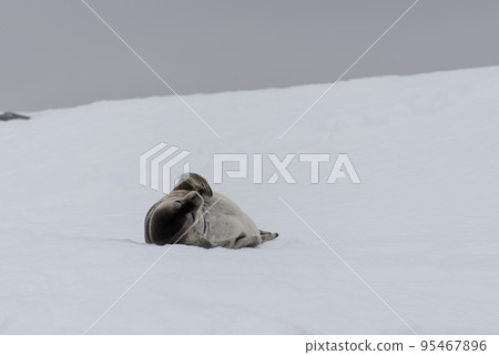 Fur seal lying on ice Fur seal lying on ice 95467896