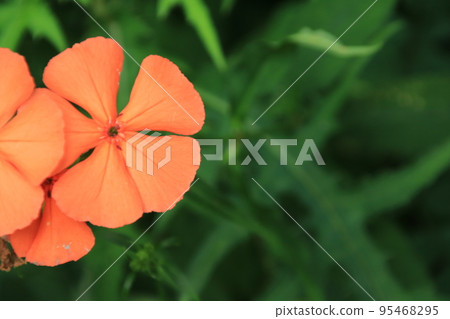 Orange flower of Fushiguro Sennou (August) Orange flower of Fushiguro Sennou (August) 95468295