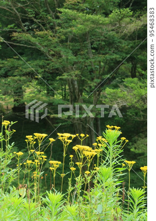 夏季（8月）在神戶六甲高山植物園清新的綠色森林中綻放的大江石 95468383