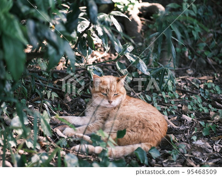 stray cat in the park 5 95468509