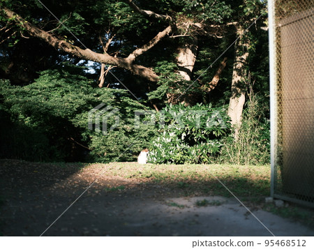 stray cat in the park 8 stray cat in the park 8 95468512