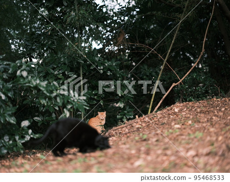 stray cat in the park 23 stray cat in the park 23 95468533