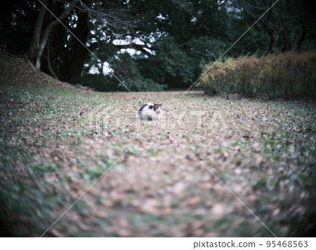 公園裡的流浪貓 29 95468563