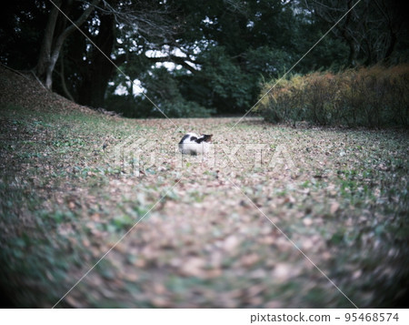 公園裡的流浪貓 31 95468574