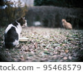 stray cat in the park 36 95468579