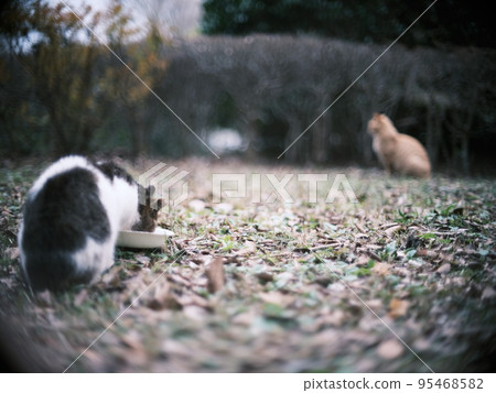 公園裡的流浪貓 39 公園裡的流浪貓 39 95468582