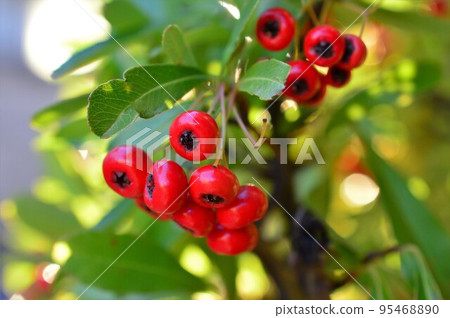 火棘果紅 火棘果紅 95468890