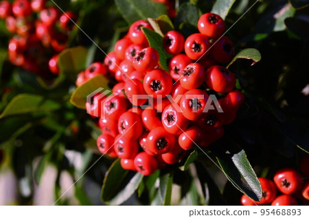 紅火棘 (pyracantha) 漿果 紅火棘 (pyracantha) 漿果 95468893