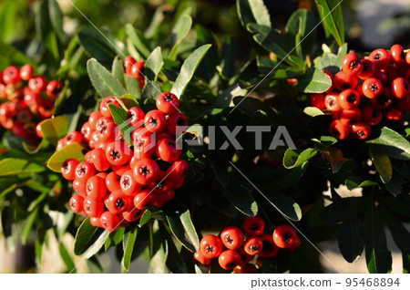 紅火棘 (pyracantha) 漿果 紅火棘 (pyracantha) 漿果 95468894