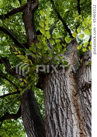 Giant elm tree Giant elm tree 95469312
