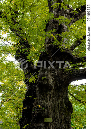 Giant elm tree Giant elm tree 95469313