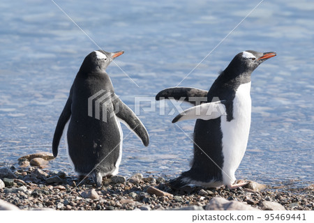 Gentoo Penguin, Neko Harbour,Antartica 95469441