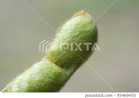 Tambaguro (black soybeans) green soybeans enlarged shooting middle picking pods grown large late October 95469450