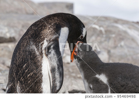 Gentoo Penguin on the beach,feeding his chick, Neko Harbour,Antartica Gentoo Penguin on the beach,feeding his chick, Neko Harbour,Antartica 95469498