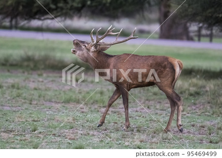 Male Red deer in La Pampa, Argentina, Parque Luro Nature Reserve Male Red deer in La Pampa, Argentina, Parque Luro Nature Reserve 95469499