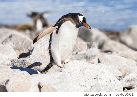 Gentoo Penguin, Neko Harbour,Antartica 95469501