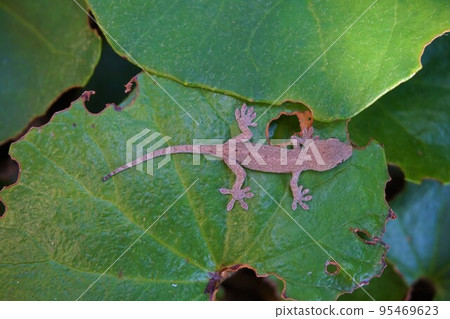 日本壁虎 壁虎 森宮 Iemori Imori 95469623