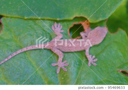 Japanese Gecko Gecko Morimiya Iemori Imori Japanese Gecko Gecko Morimiya Iemori Imori 95469633