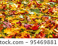 Colorful autumn leaveson the ground texture - autumn photo background 95469881