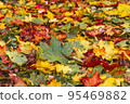 Colorful autumn leaveson the ground texture - autumn photo background 95469882