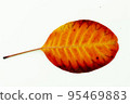 Colorful autumn leaves isolated on white background 95469883