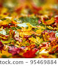 Colorful autumn leaves photo background 95469884