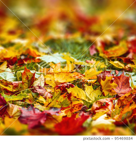 Colorful autumn leaves photo background 95469884