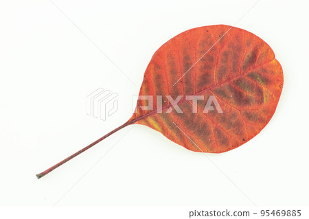 Colorful autumn leaves isolated on white background 95469885