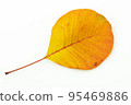 Colorful autumn leaves isolated on white background 95469886