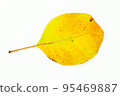 Colorful autumn leaves isolated on white background 95469887