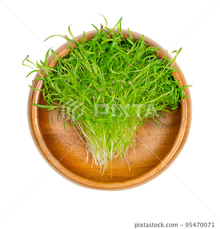 Carrot microgreens in a wooden bowl. Ready-to-eat green seedlings, shoots and young plants of sprouted Daucus carota, a root vegetable. Used as healthy garnish. Close up, from above, macro food photo. 95470071