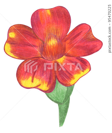 Hand Drawn Red Marigold Isolated on White Background. 95470225