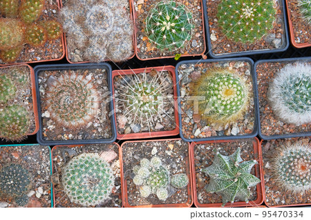 Cactus plants with spikes in small pots in garden shop. Green cactuses sold in market. Top view. 95470334