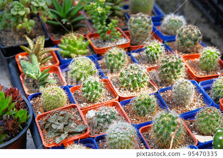 Cactuses and other plants  in small pots in garden shop. Green cactuses sold in store. Plants for green house. 95470335